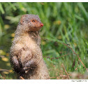 Indian gray mongoose