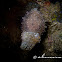 Stumpy-spined Cuttlefish, Dwarf Cuttlefish