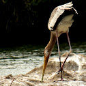 PaintedStork
