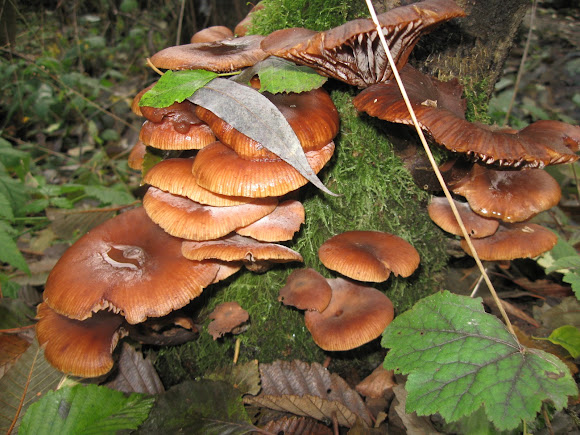 Spotting Image 1