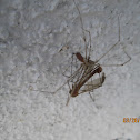 Daddy Longlegs Spider