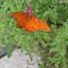 Gulf Fritillary Butterfly