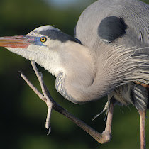 Florida Wetlands
