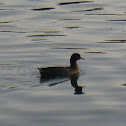 American Coot