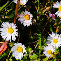 Daisy