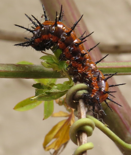 Gulf Fritillary Caterpillars Project Noah