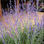 Russian Sage