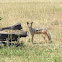 Jackal