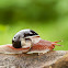 Land Snail