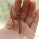 Flathead Snake