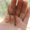 Flathead Snake