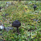 Entoloma