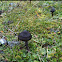 Entoloma