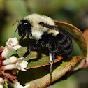 Bumble Bee