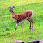 White Tailed Deer