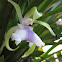 Orquídea Cochleanthes aromatica