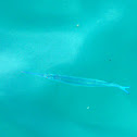 Cornetfish