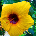Hibiscus /Gumamela