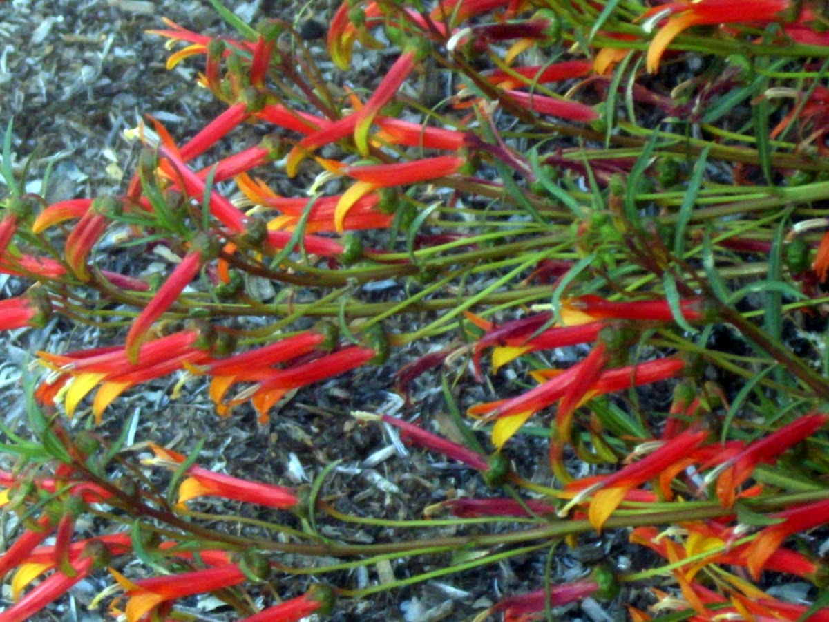 Mexican Bush Lobelia