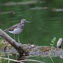Green Sandpiper