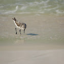 Sanderling