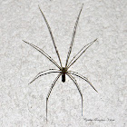 Longbodied Cellar Spider