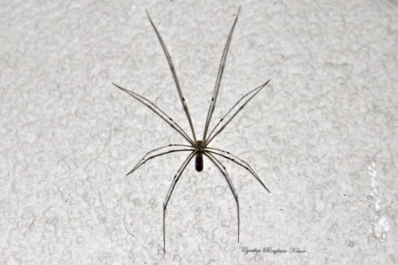 Spotting Image 1