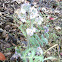 Phacelia