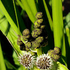 grote egelskop (Sparganium erectum)