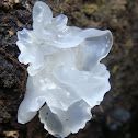 Hongo de nieve