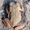 Southern Toad