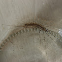 house centipede