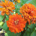 Zinnia