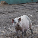 Domestic Pig