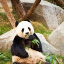 Giant panda