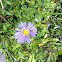Purple Aster (wild)