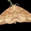 Lasiocampidae