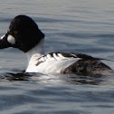 Common Goldeneye