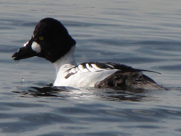 Spotting Image 1