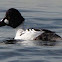 Common Goldeneye
