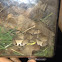 Osage copperhead