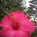 Hibiscus