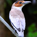 Black-crowned Tityra