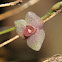 Stelis orchid