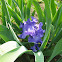 Lavender Iris