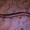 Worm Millipede