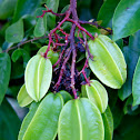 carambola / starfruit
