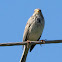Corn Bunting; Triguero