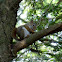 Red Squirrel