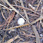 Snail Shell